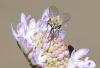 Phthiria vagans
